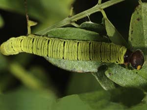 Epargyreus clarus