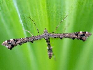 Amblyptilia pica