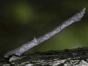 Eutrapela clemataria