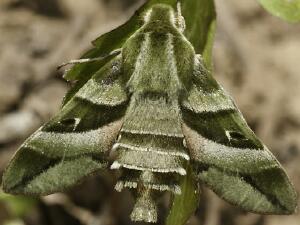 Proserpinus clarkiae