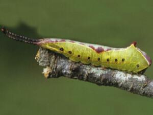 Americerura scitiscripta