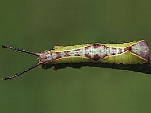 Americerura scitiscripta