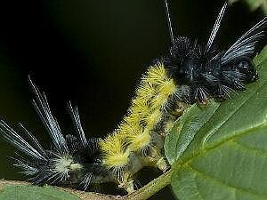 Lophocampa maculata