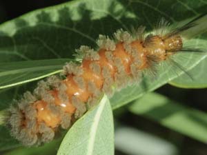 Cycnia collaris