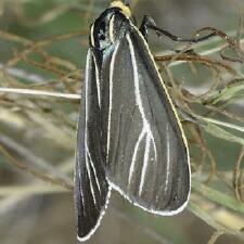 Ctenucha cressonana