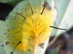 Acronicta lepusculina