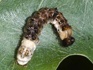 Acronicta funeralis