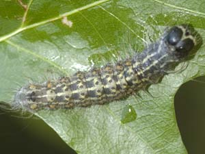 Acronicta lobeliae