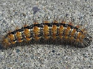 Acronicta insularis