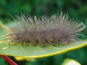 Cycnia tenera