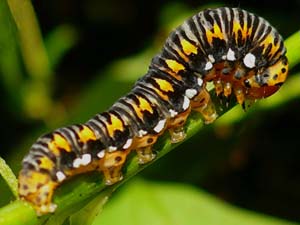 Basilodes pepita