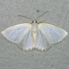 Lomographa vestaliata