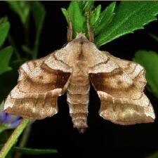 Amorpha juglandis