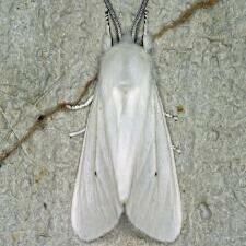 Spilosoma virginica