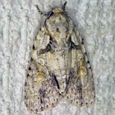 Acronicta ovata