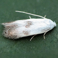 Opostegoides scioterma