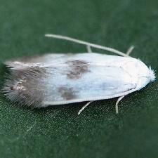 Opostegoides scioterma