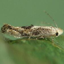 Bucculatrix ainsliella