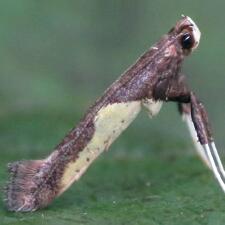 Caloptilia belfragella