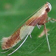 Caloptilia packardella