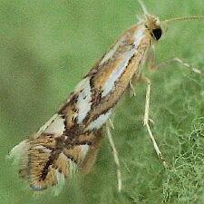 Phyllonorycter blancardella