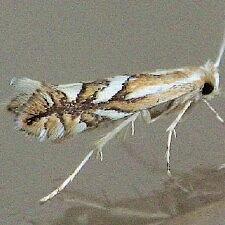 Phyllonorycter blancardella