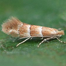 Phyllonorycter tritaenianella