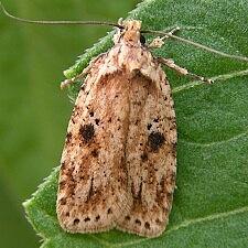 Agonopterix canadensis