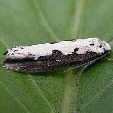 Ethmia bipunctella