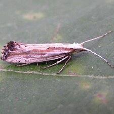 Plutella porrectella