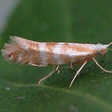 Argyresthia aureoargentella