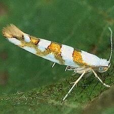 Argyresthia calliphanes