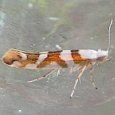 Argyresthia calliphanes