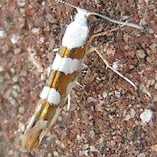 Argyresthia calliphanes