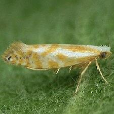 Argyresthia canadensis