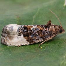 Hedya nubiferana