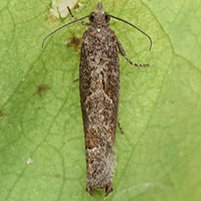 Pseudexentera mali