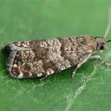 Epinotia nanana