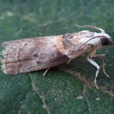 Acrobasis palliolella