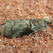 Acrobasis juglandis