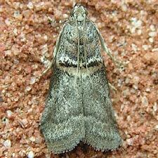 Acrobasis juglandis