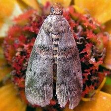 Acrobasis comptoniella