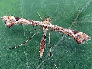 Platyptilia carduidactylus