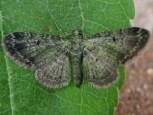 Pasiphila rectangulata