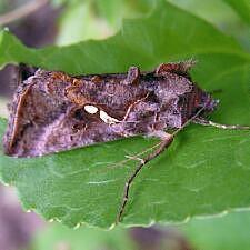 Autographa precationis