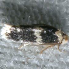 Acalyptris thoracealbella