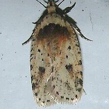 Agonopterix flavicomella