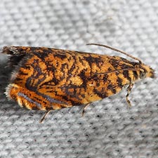 Dichrorampha leopardana