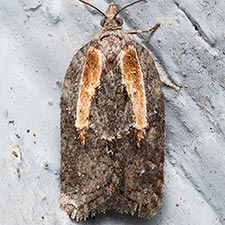 Acleris youngana