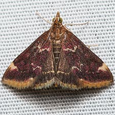 Pyrausta inveterascalis